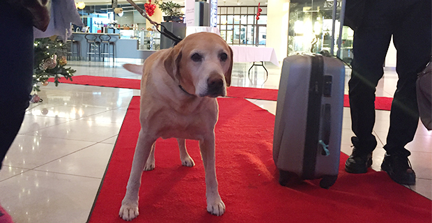 A Happy dog checkar in på Clarion Hotel Arlanda Airport.