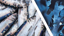 Nordic Seafood Summit arrangeras i Göteborg